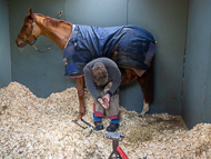 AK310322-97 - Alan King Stable Visit